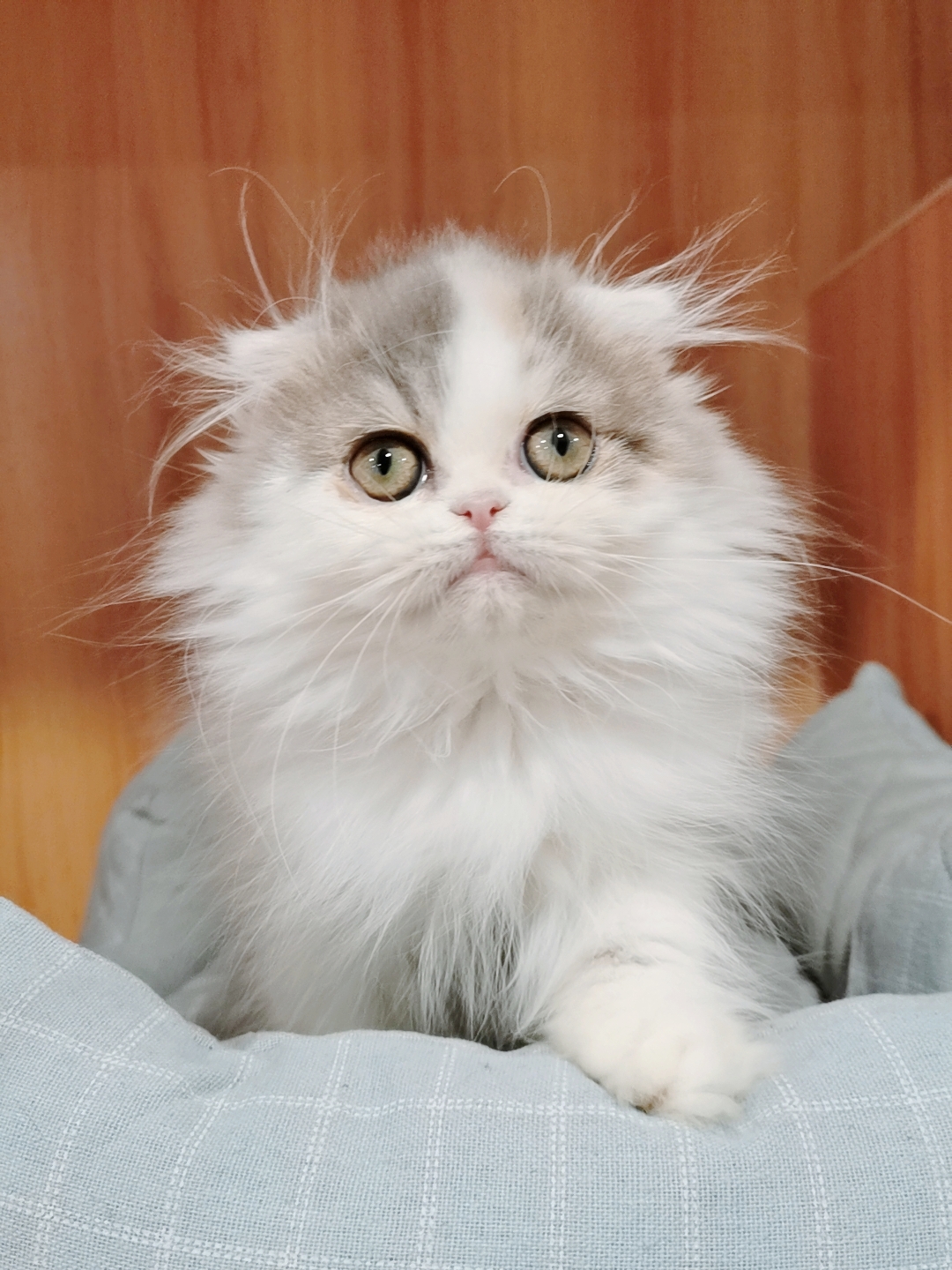 甜美高地长毛猫,大眼睛,送用品